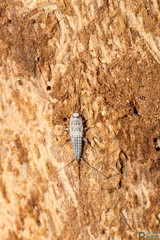 Ctenolepisma lineatum