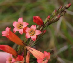 Gentianella weberbaueri