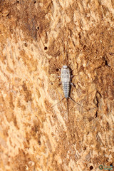 Ctenolepisma lineatum