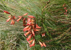 Gentianella weberbaueri