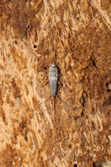 Ctenolepisma lineatum