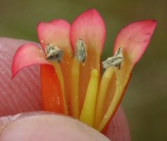 Gentianella weberbaueri