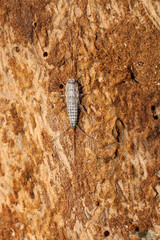 Ctenolepisma lineatum