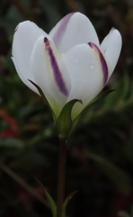 Gentianella