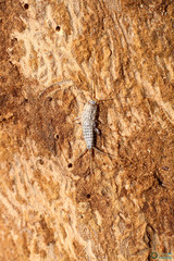 Ctenolepisma lineatum