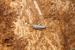 Ctenolepisma lineatum