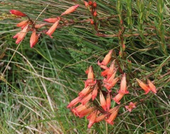 Gentianella weberbaueri