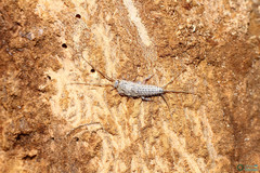 Ctenolepisma lineatum