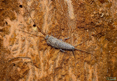 Ctenolepisma lineatum