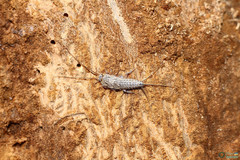 Ctenolepisma lineatum