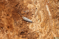 Ctenolepisma lineatum