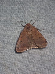 Abagrotis cupida