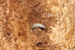 Ctenolepisma lineatum