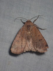 Abagrotis cupida