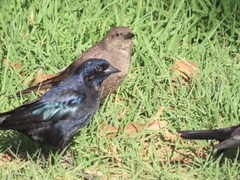 Molothrus bonariensis