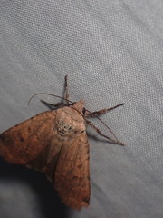 Abagrotis cupida