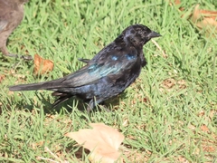 Molothrus bonariensis