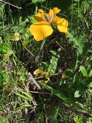 Hesperoxiphion peruvianum