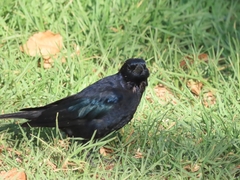Molothrus bonariensis