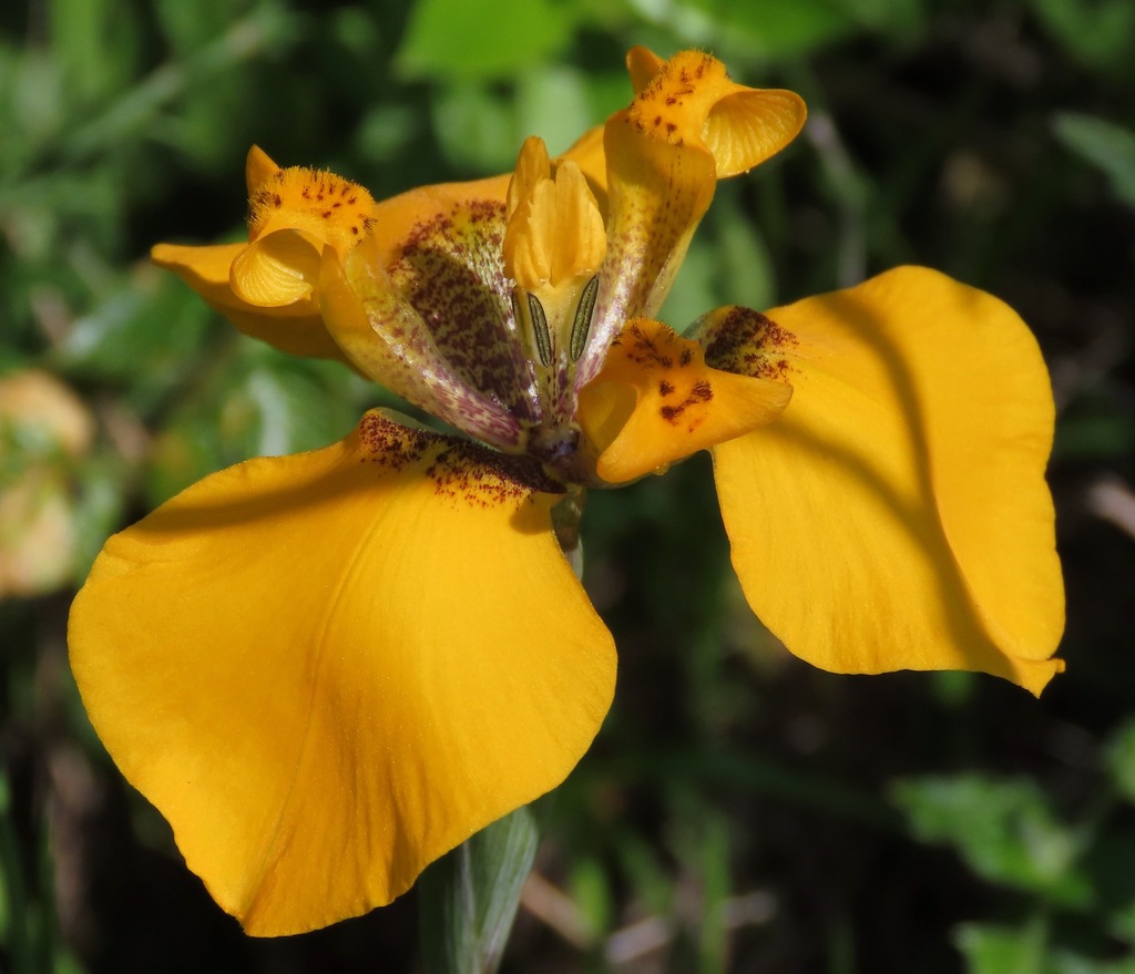 Hesperoxiphion peruvianum