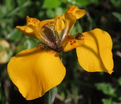 Hesperoxiphion peruvianum