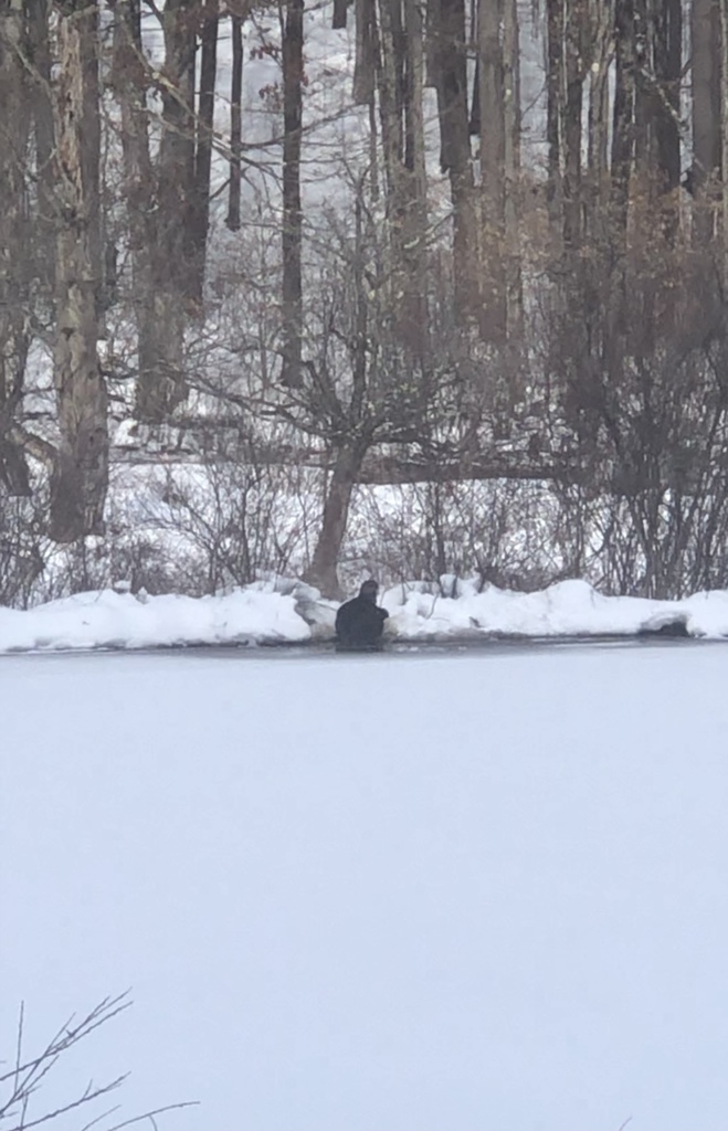 North American River Otter in February 2022 by bgr15 · iNaturalist