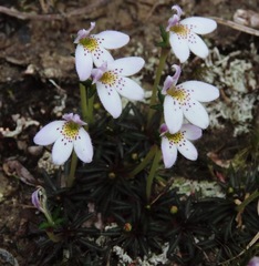 Lysipomia brachysiphonia