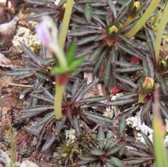 Lysipomia brachysiphonia