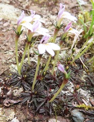 Lysipomia brachysiphonia