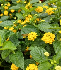 Polites vibex catilina