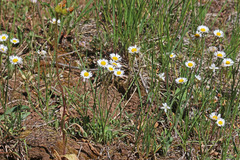 Erigeron flagellaris