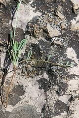 Erigeron flagellaris