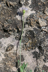 Erigeron flagellaris