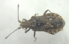 Arenocoris fallenii