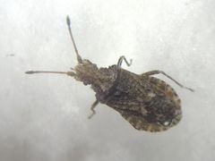 Arenocoris fallenii