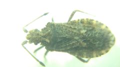 Arenocoris fallenii