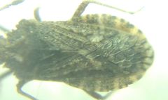Arenocoris fallenii