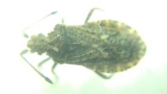Arenocoris fallenii