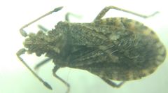 Arenocoris fallenii