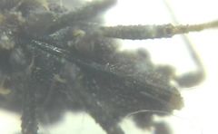 Arenocoris fallenii