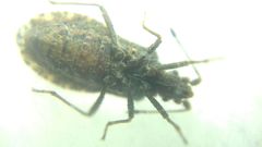 Arenocoris fallenii