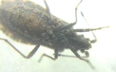 Arenocoris fallenii
