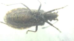 Arenocoris fallenii