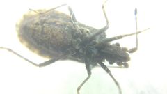 Arenocoris fallenii