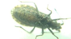Arenocoris fallenii