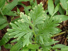 Selaginella plana