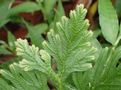 Selaginella plana