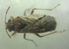 Nysius