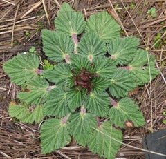Acaulimalva engleriana