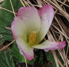 Acaulimalva engleriana